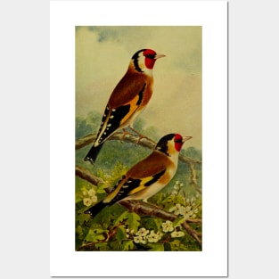 bird Posters and Art